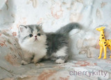 已定展示注册CFA加菲猫异国短毛猫幼猫小猫母猫蓝白纯种MM