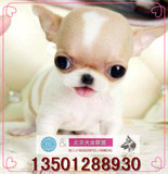 纯种茶杯吉娃娃幼犬出售/赛级家养吉娃娃袖珍犬宠物狗视频包邮K3