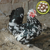 元宝鸡、观赏鸡、矮脚鸡、元宝鸡种蛋。黑白花一线天种蛋