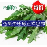 新鲜芝麻菜 火箭菜 沙拉菜 有机西餐蔬菜250g 江浙沪4件包邮