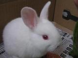 宠物小白兔子活体 迷你兔宠物兔宝宝 包活包运输风险