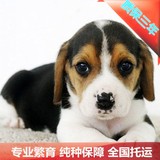 特价纯种健康比格犬宠物狗比格狗幼犬出售犬舍代办配种北京可送货