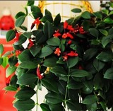 口红吊兰*家庭居室垂吊观花植物中之佳品 特价销售中实拍图片