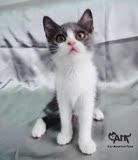 名贵活体宠物猫 英国短毛猫 CFA纯种血统 双色蓝白 正八 幼猫 公