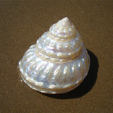 波缘星螺 天然贝壳海螺 家居装饰 海洋标本 精美礼物珍稀超大海螺