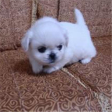 出售纯种北京京巴幼犬赛级宫廷犬超可爱长不大雪白的宠物狗狗11