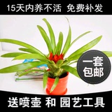 室内办公室桌面盆栽植物红星凤梨鸿运当头绿植花卉防辐射净化空气
