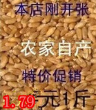 新货农家自种小麦新鲜小麦粒小麦种子小麦草种子带皮小麦五谷杂粮