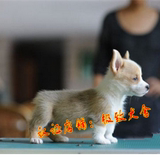 出售赛级 纯种柯基犬 幼犬 两色三色 威尔士柯基宠物狗200