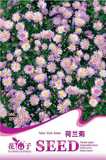 花仙子荷兰菊 热卖花卉、盆栽种子 阳台种植 观花植物 50粒A165