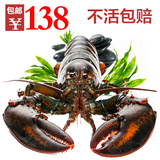 【包邮】加拿大鲜活大龙虾1.2斤 进口海鲜波士顿龙虾 活虾