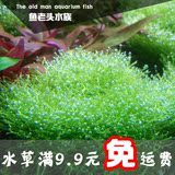 植物鱼缸 造景 水草 迷你 鹿角苔 莫丝 水中叶 包邮 活体