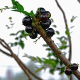 台湾嘉宝果树苗 树葡萄苗盆栽 五年苗当年结果 果树苗包成活