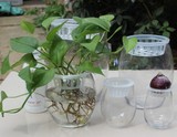 鹅蛋水培玻璃/透明宜家风格小水培器皿 花器花瓶/水培瓶插花花盆