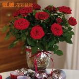 虹越 阳台桌面花卉植物 迷你玫瑰盆栽苗 现货 重复开花 送礼佳品