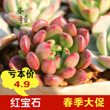 木辛园艺|红宝石 韩国进口 超美多肉植物盆栽  大棚直销