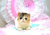 【水晶猫屋】CFA赛级猫 赛级异国短毛猫 加菲猫 波斯猫三花 MM
