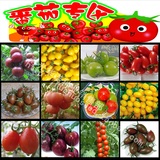四季阳台盆栽西红柿 夏播圣女果番茄种子 水果樱桃小柿子种 生吃