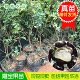 嘉宝果苗 树葡萄果树苗 台湾品种庭院果树苗盆栽 地栽包邮