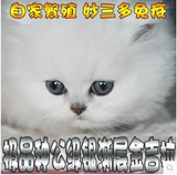超可爱极品银色渐层金吉拉幼猫 长毛波斯猫 纯种碧眼金吉拉种公级