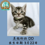萌喵星球CFA注册猫舍美国短毛猫标准银虎斑带绿纸证书男生DD赛级