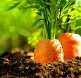 老品种胡萝卜蔬菜种子可留种非转基因盆栽蔬菜种子适合新手种植