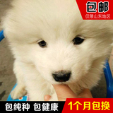萨摩耶幼犬活体出售1000元以下山东包邮健康包纯