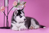 出售纯种哈西伯利亚雪橇哈士奇幼犬 三把火蓝眼睛哈士奇宠物狗61