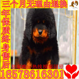 苏州纯种藏獒幼犬/狮头虎头/铁包金/藏獒幼犬/大小藏獒幼崽活体J