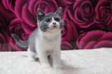 【DK名猫】纯种英国短毛猫正八英短蓝白双色弟弟包子脸无折耳基因
