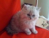 金吉拉 银白色 波斯猫 长毛猫 活体 猫舍 猫咪宠物猫舍