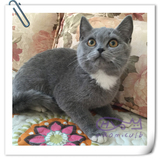 【英国短毛猫】CFA赛级 蓝白双色 宠物猫 纯种猫 MM（出售.....）