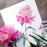 欧美插画师水彩彩铅花卉植物手绘临摹图片素材水彩表现技法353张