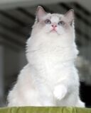 ◤VIANNADOLL◥ CFA/TICA注册布偶猫 维安娜布偶猫种猫 LALA