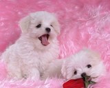 ☆申城实体店☆出售家养雪白天使/马尔济斯犬，高贵优雅首选！