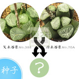 奈良 日本精品十二卷属种子 万象 父母本见图 进口多肉植物种子