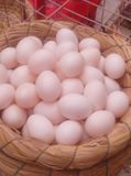 农村 鸽子蛋新鲜 30枚 农家五谷杂粮散养 天然营养白草鸽蛋月子蛋
