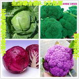 稀有蔬菜种子紫西兰花种子紫甘蓝种子紫包菜紫苤蓝紫胡萝卜高营养