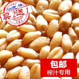 包邮【买2送1 榨汁专用】小麦种子新货批发小麦苗小麦草种子500g