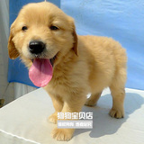 广州出售纯种金毛幼犬 金毛犬猎犬宠物狗  活体111
