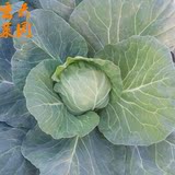 北京同城当天到 密云菜园有机蔬菜新鲜蔬菜 圆白菜卷心菜现摘发货