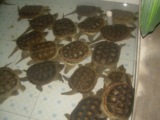 大鳄龟活体大黄杂佛鳄鱼龟食用肉龟观赏龟，特价20一斤省内包邮