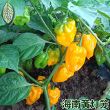 海南黄灯笼辣椒种子80粒装 四季辣椒 庭院阳台盆栽蔬菜种子 超辣