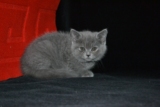 出售蓝猫英国短毛猫俄罗斯蓝猫 英短折耳宠物猫活体幼猫纯种猫