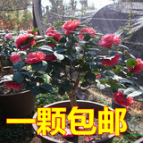 阳台室内盆栽花卉植物 茶花3年树苗 山茶花 四季易种 鲜花绿植