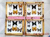 包邮12寸DIY个性蝴蝶标本相框画摆件 昆虫家居装饰品挂件收藏礼品