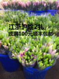 上海百合鲜花批发扎10支扎家庭用上海一扎包邮江浙皖满99包邮