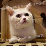宠物猫活体纯种英国短毛猫凯米尔色猫咪英短立耳重庆实体店包健康