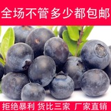 9元包邮 果树苗种子 盆栽蓝莓种子 蓝莓树苗种子 水果种子50粒装