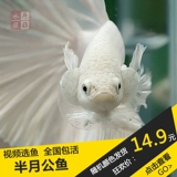 泰国斗鱼 半月公鱼 视频选鱼 热带观赏活体 iPhone6S同款(视频一)
